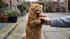 バレリアン、キャットニップ、そして猫を興奮させるその他の植物:その作用メカニズム