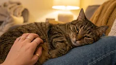 飼い主の誤解:ゴロゴロと鳴くのはいつも幸せのサインだと思い込むこと